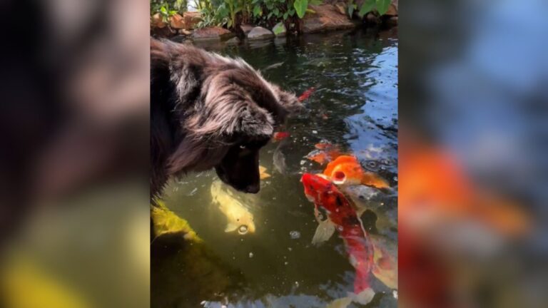 California Woman Shares Her Dog’s Sweet Bond With Koi Fish And The Internet Can’t Get Enough