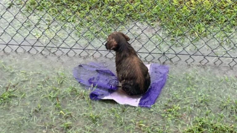 Soaked Puppy Found Clinging To Onion Sack In Flooded Texas Field Like It Was His Only Hope