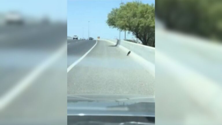 Texas Man Sees A Wriggling Dot On The Road And Something Tells Him To Turn Around And Check