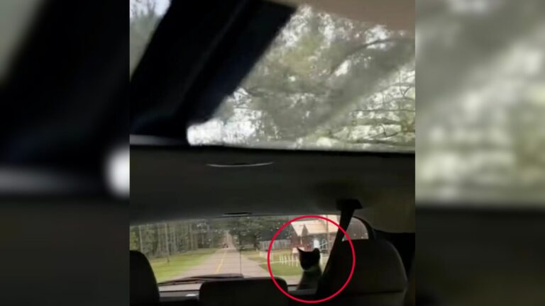 Louisiana Woman Pulls Over On Remote Road After Spotting Two Tiny Eyes In Rearview Mirror
