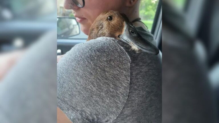 Women Spotted Two Ducks Floating Calmly In Michigan Park, Then Something Felt Off