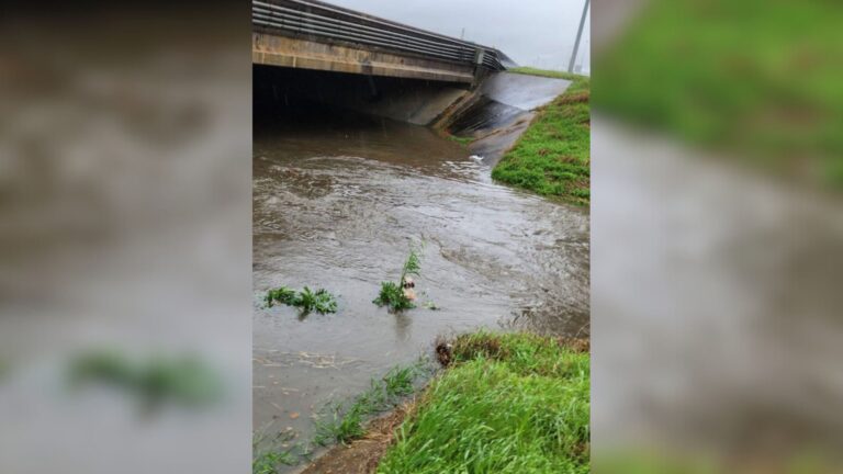 Houston Local Walks By Flooded Bayou, Then Spots Terrified Pup Clinging Desperately To Reeds
