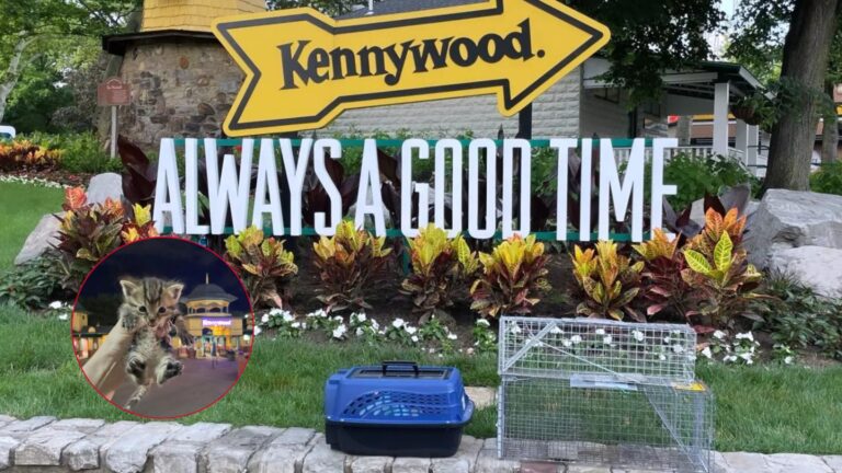 Pennsylvania Team Rescues 11 Cats At Amusement Park, Then Finds Out Who Caused It All