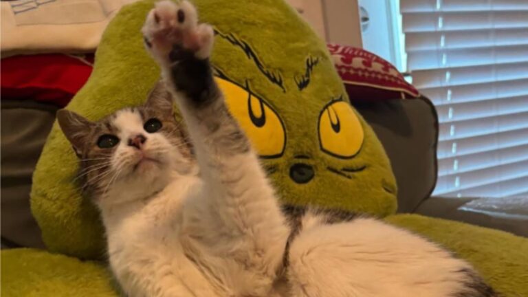 Family Adopts Senior Cat From California Shelter, Then She Does Something They Never Saw Coming