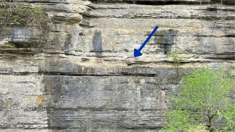 Faint Cry Above The Kentucky River Leads Woman To A Helpless Soul Stuck High On A Cliff