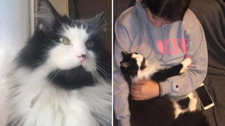 Washington Family Surrenders Their Cat During Eviction, Then Witnesses A Miracle 2 Years Later