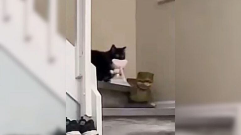 Florida Family Sets Cameras To See Who’s Stealing Their Kid’s Toys, The Footage Is Hilarious