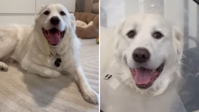 Florida Family Wanted To Euthanize Their Dog After Discovering He’s Deaf, Then Fate Stepped In