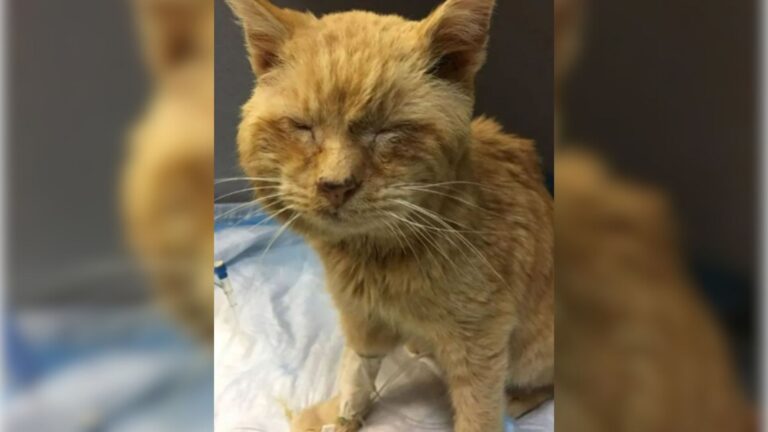 Virginia Woman Comes Across A Freezing Senior Cat And Changes His Fate Forever