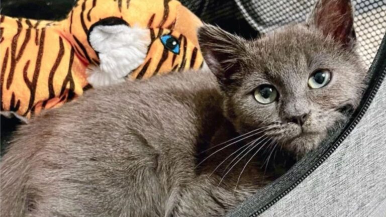 Feisty Little Kitten Rescued In North Carolina Turns Into A Total Sweetheart After First Cuddle