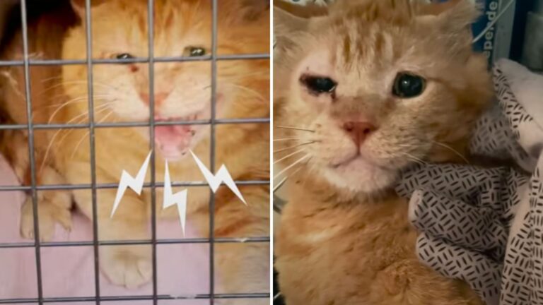This Colorado Cat Hissed At Everyone Until One Woman Broke Through His Fear And Won His Heart