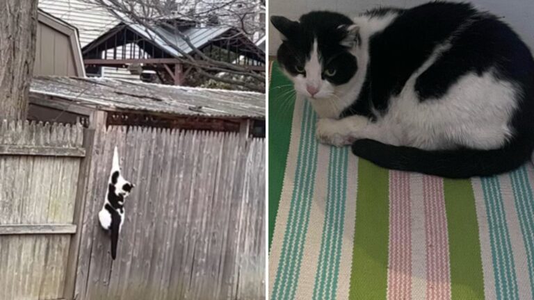 Feral Cat Hanging From A Fence Gets Rescued By NY Teams, Then Something Amazing Happens