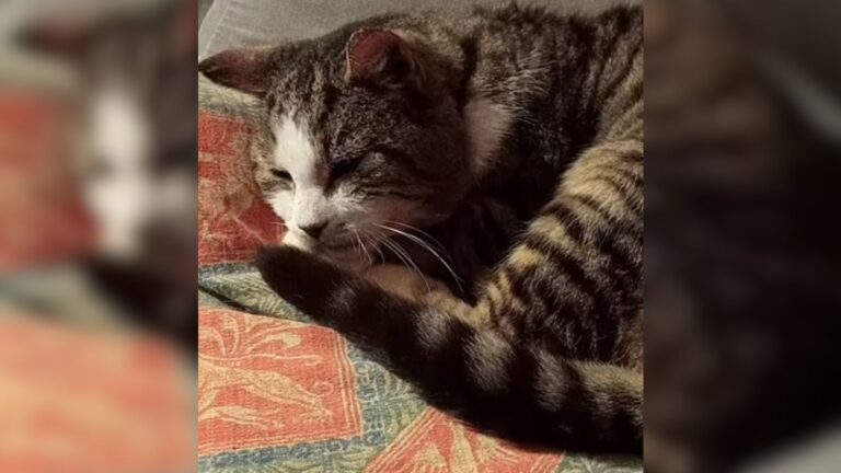 Arizona Woman Reunites With Her Missing Cat After 12 Years And Her Heartache Finally Ends