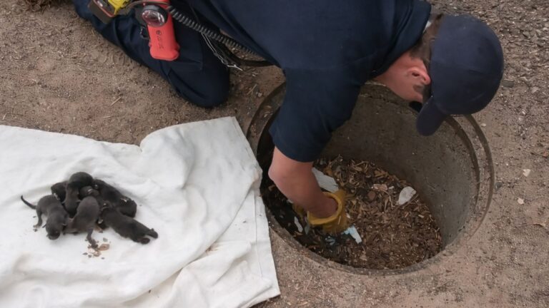 Colorado Firefighters Thought They Were Saving Labrador Puppies… They Were In For A Shock