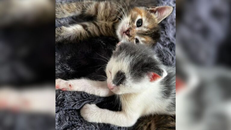 Abandoned Box At North Carolina Loading Dock Reveals Four Tiny Lives Fighting To Survive
