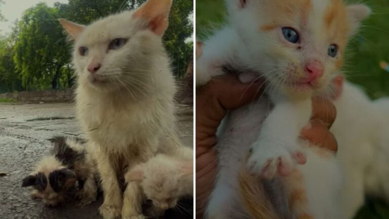 NY Man Saw Frail Cat Struggling With Kittens On The Street, What He Found Next Was Heartbreaking