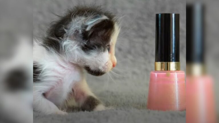 Colorado Vets Said This Frail Kitten Wouldn’t Survive, Now Her Triumph Will Melt Your Heart