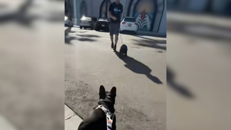 Do Dogs Remember Their Family? Watch The Moment Two Siblings Reunite After 3 Years In Florida