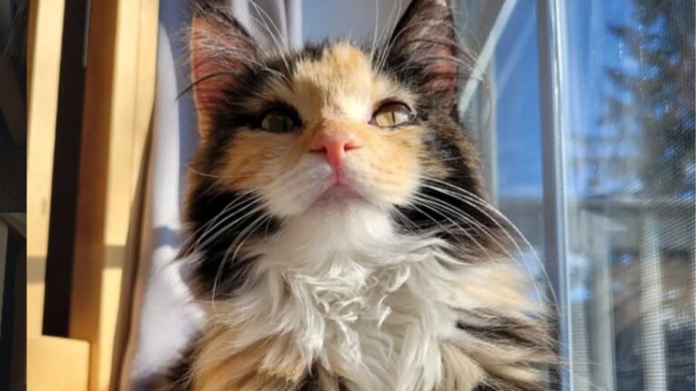 This Kitten Climbed Stranger’s Window In Brutal Michigan Cold And That Made All The Difference