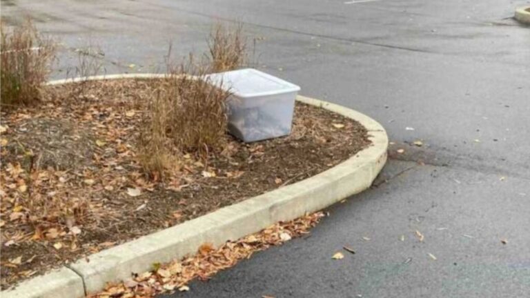 Friends In North Carolina Park Freeze After Seeing Movement In A Box That Should’ve Been Empty