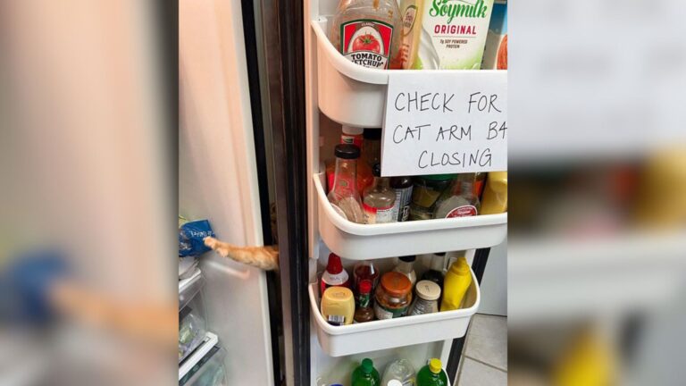 This Photo Shared By Maryland Cat Owner Broke The Internet And Made Thousands Laugh