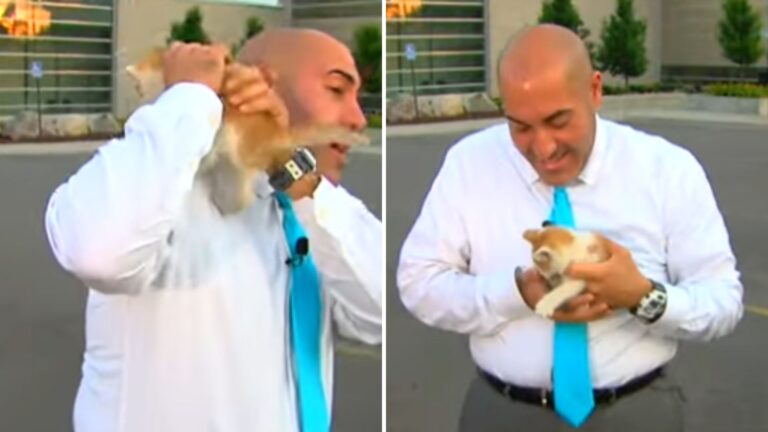 Live Broadcast In Michigan Takes Adorable Turn After Unexpected Furry Guest Appears On Camera