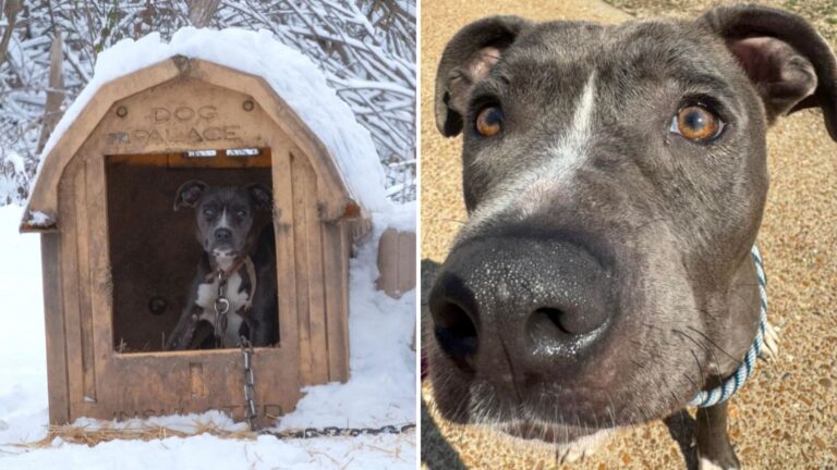 Missouri Team Spots Freezing Pup Tied To Doghouse, Then Finds Something Unexpected Inside