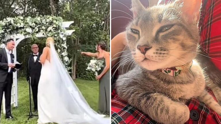 Stray Cat Interrupts Wedding In New York And Leaves With A Forever Family