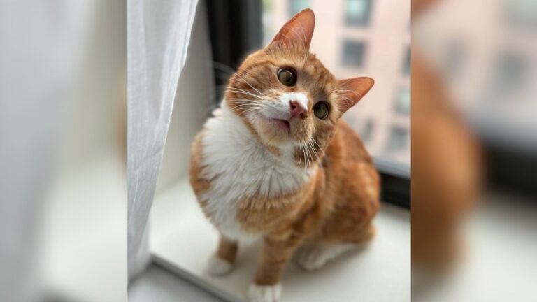 NY Girl Forms Special Bond With Cross-Eyed Stray Cat And Promises He’ll Never Be Homeless Again