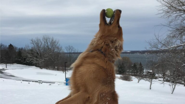 Golden Retriever From New York Stuns The World With His Talent And Lands In Guinness Records