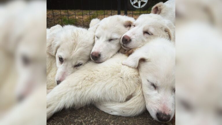 Tied Deep In Washington Woods, Mama Dog Shielded Her Babies Until A Good Samaritan Showed Up