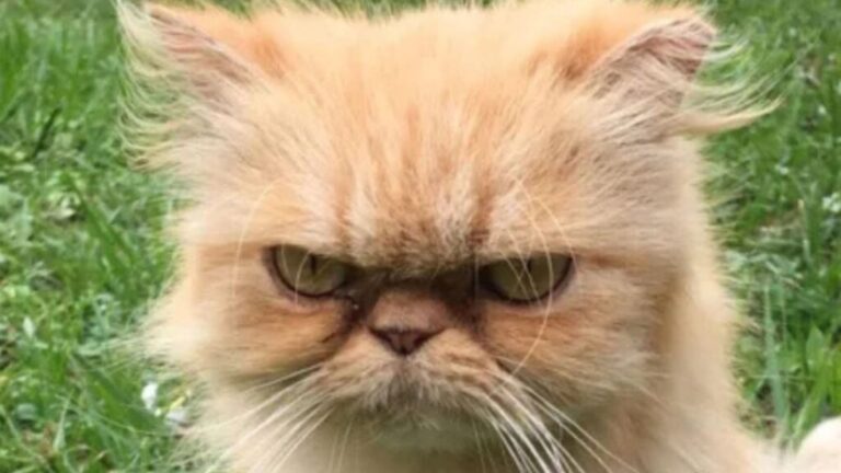 Grumpy Cat From Florida Looks Angry At The World But The Truth Behind His Face Is Heartbreaking