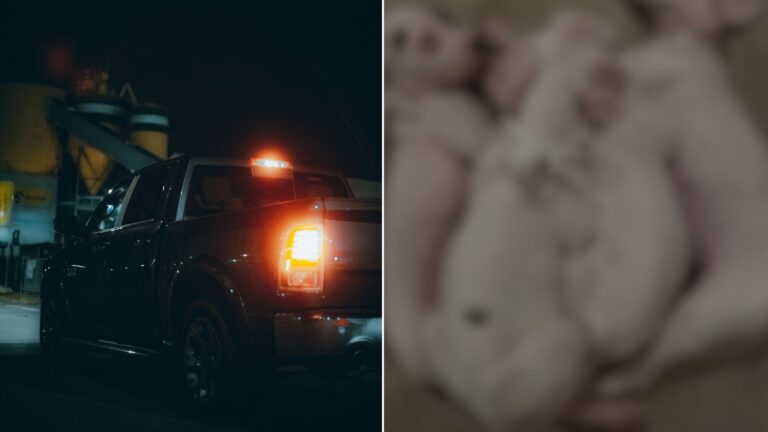 Georgia Man Hears Faint Cries In His Truck Bed And Finds Himself Facing A Heart-Stopping Moment