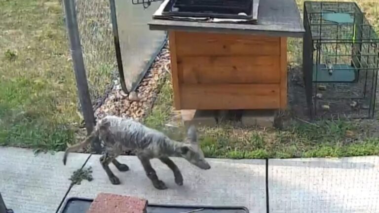 Minnesota Homeowner Catches A Mysterious Creature In Their Yard, But Has No Idea What It Is