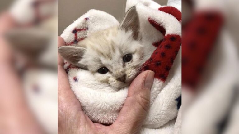 Paralyzed Kitten Was Left Alone In Freezing Alaska And He Was Running Out Of Strength