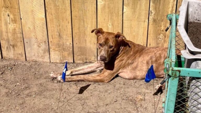 Rescuers Find A Lost Dog In Hawaii And Their Hearts Break Once They Realize What’s Wrong