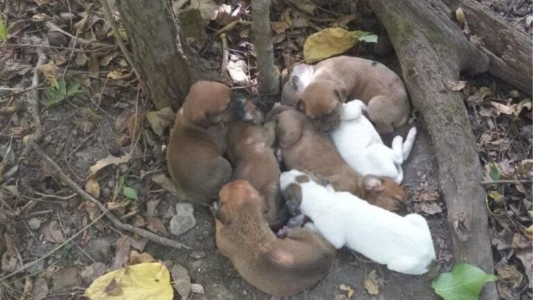Missouri Hikers Notice Something Odd In The Woods And Find A Furry Family Left Behind To Starve