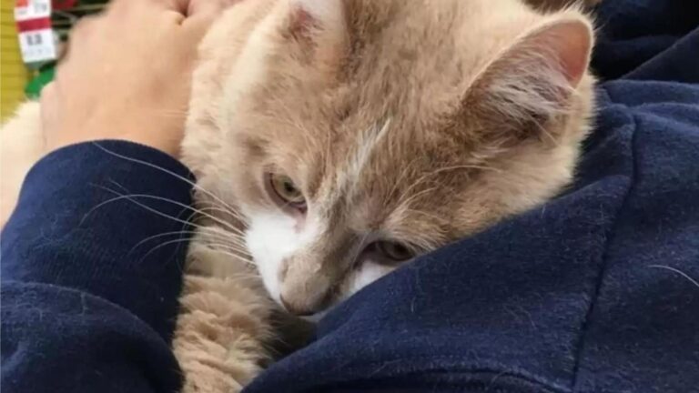 Michigan Cat Who Survived Human Abuse Has A Million Kisses To Give His New Mom