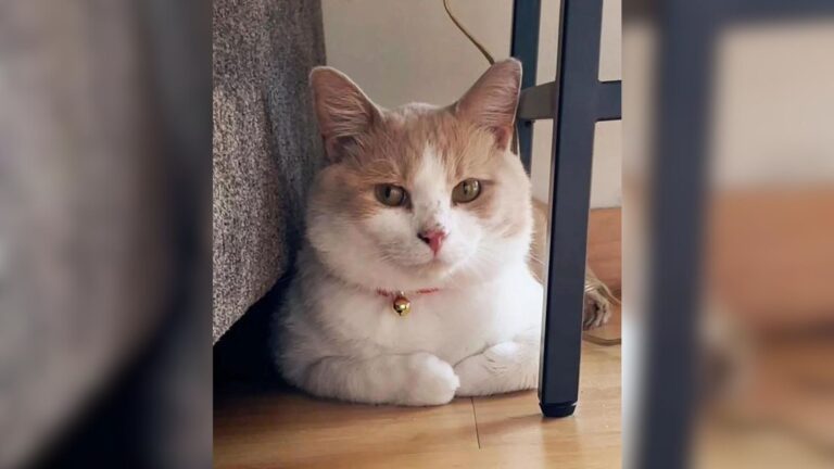 Hungry Cat In Detroit Takes Matters Into His Own Paws And Knocks On The Right Door