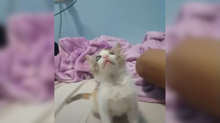 Blind Calico Rescued By Chicago Couple Turns Out To Be A Million-Dollar Cat