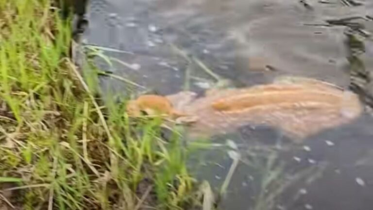 Idaho Hunter Hears A Faint Sound By The River And Can’t Believe What He Finds