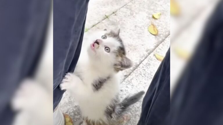 Injured Kitten Crawls From Bushes In Ohio Park And Clings To Stranger’s Leg For Help