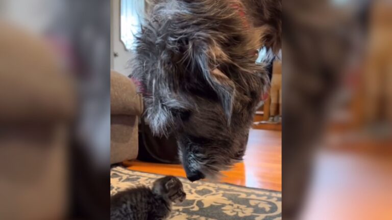 Boston Wolfhound’s Unexpected Move After Meeting A Tiny Kitten Leaves Everyone Speechless