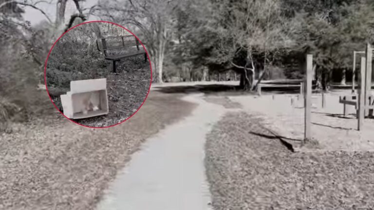 Jogger Spots A Cardboard Box In Utah Park And Gets A Bad Feeling Right Away