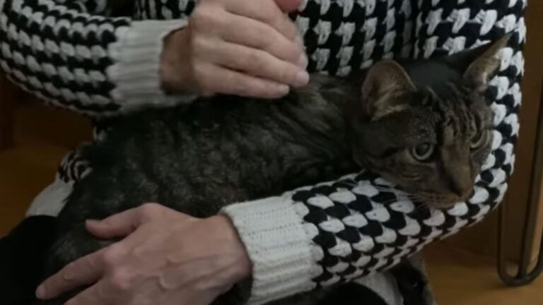NY Woman Takes In Shy Rescue Cat And Helps Her Learn That Love Is Real And Worth Trusting Again