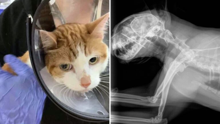 Portland Family Left In Shock When X-Ray Reveals What Their Cat Swallowed