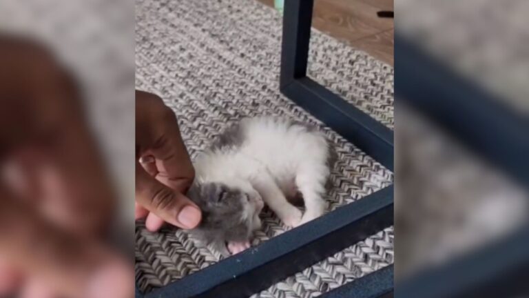 Washington Couple Saves Kitten Barely Clinging To Life And Watches Her Defy The Odds And Thrive