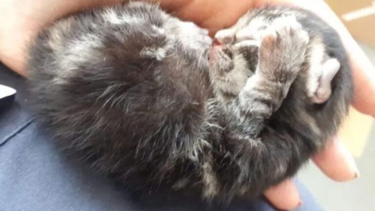 You’d Never Expect A Kitten To Drop From The Sky, But That’s Exactly What Happened In Atlanta