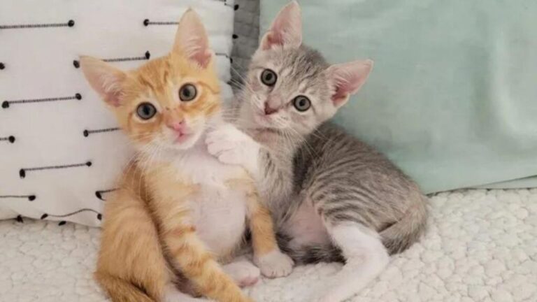 Kitten Who Lost Her Sister In Florida Shelter Gets A New Buddy And A Fairytale Ending