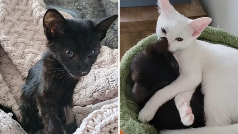 Kentucky Kitten Rescued From Under Truck Meets Another Abandoned Soul And Gets Lifelong Friend